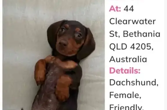 Lost Tiny Dog: Brown, Eye Lump, Oxford St