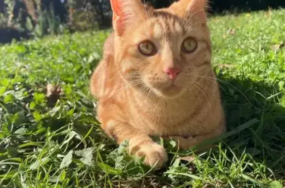 Chat roux perdu, Herbeys, yeux verts - photo