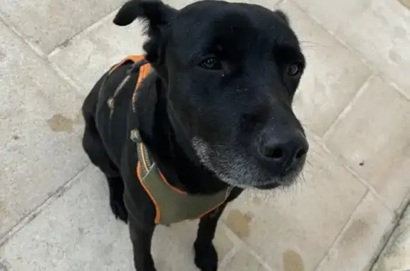 Animaux trouvés , photo: Chien sociable trouvé Rue Fontaine St-Vivien