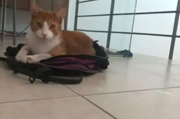 Chat roux et blanc perdu à Évreux - photo