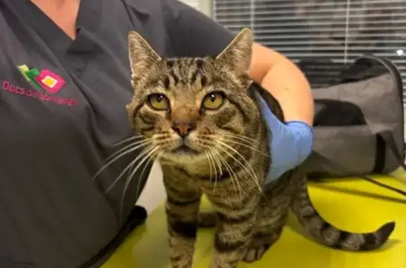 Chat trouvé Dijon, photo: Chat mâle sociable trouvé à Dijon