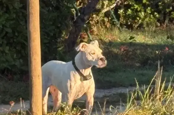 Chien trouvé , photo: Chien blanc blessé à Faleyras
