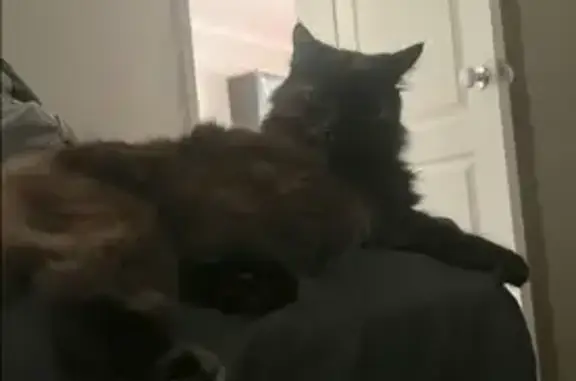 Lost 8-Year-Old Black Cat in Newcastle