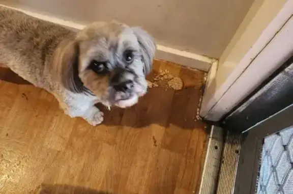 Found: Scared Dog Oreo in Maribyrnong