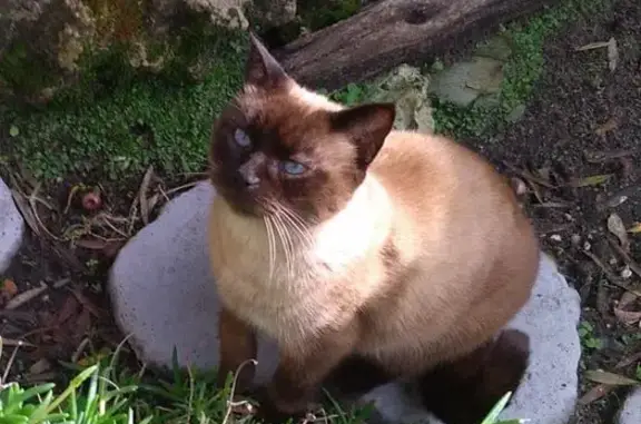 Animaux perdus Le Taillan-Médoc, photo: Chatte siamoise perdue au Taillan-Médoc