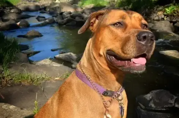 Missing dog Hobsons Bay, photo: Lost Brown Dog in Hobsons Bay: Friendly