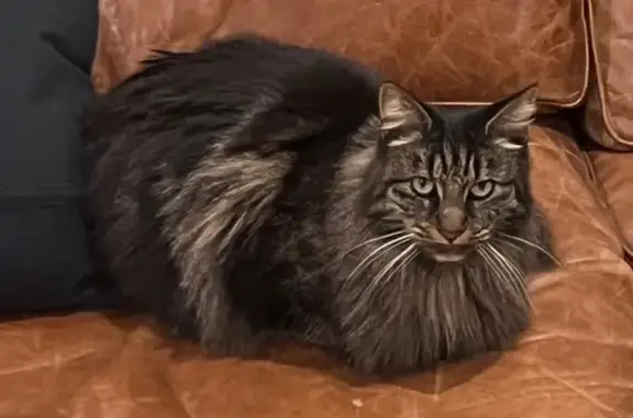 Chatte tigrée 12 ans perdue à Mauguio - photo