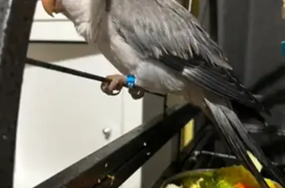 Lost Bird: Grey with Blue Ring in Campbelltown