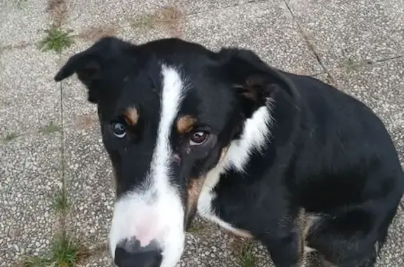 Chien trouvé blessé à Burdignes - photo