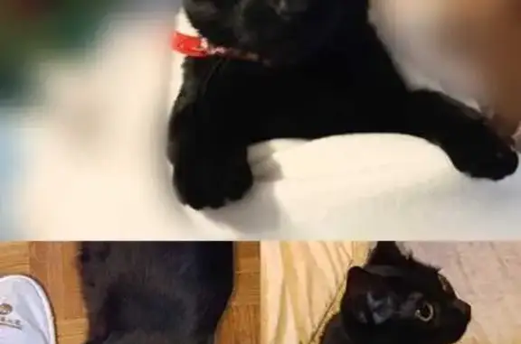 Chat perdu, , photo: Chatte noire perdue, collier rouge fleuri