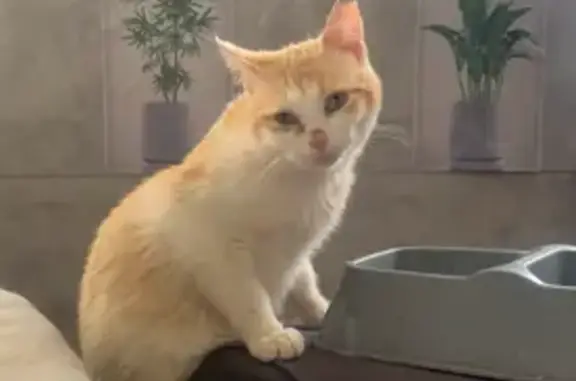 Chat perdu, gros, tête penchée, Tarbes - photo