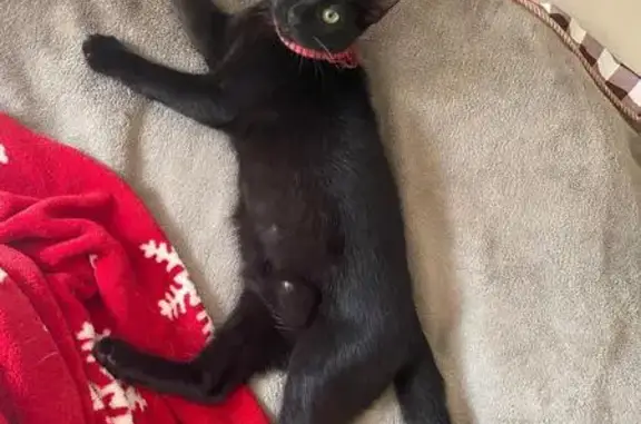Gatita Negra Perdida con Collar Rojo