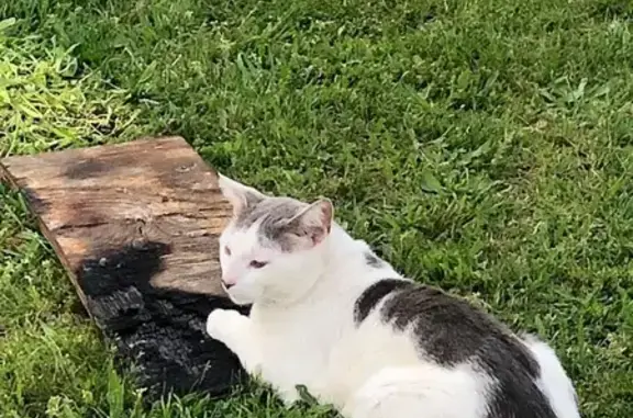 Lost Tabby Cat: White & Gray in Parrottsville