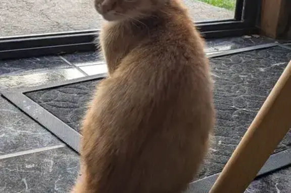 Animaux trouvés , photo: Chaton roux trouvé à Mesnils-sur-Iton