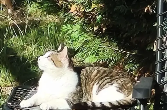 Chat perdu : mâle gris/blanc, 8 ans, Odos - photo