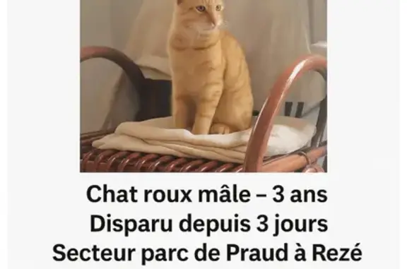 Chat roux perdu, castré, pucé à Rezé - photo