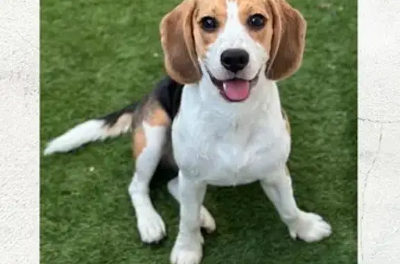Beagle Perdida en Leganés: Ayuda Urgente