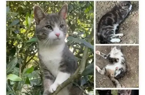 Chat perdu, Saint-Maur, photo: Chat perdu à Saint-Maur, avenue de la Forêt