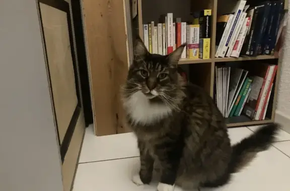 Main Coon perdu, Rue des Tourterelles - photo