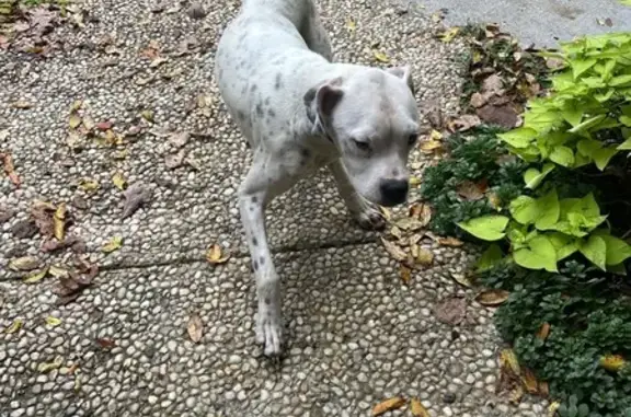 Found dog Augusta, photo: Found: Speckled White Dog on 46th St