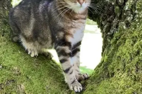 Chat perdu, Nouvelle-Aquitaine, photo: Chatte Européenne perdue à Marennes-Hiers