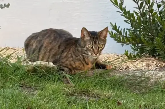 Chat perdu, Ploemeur, photo: Chatte tigrée perdue à Ploemeur
