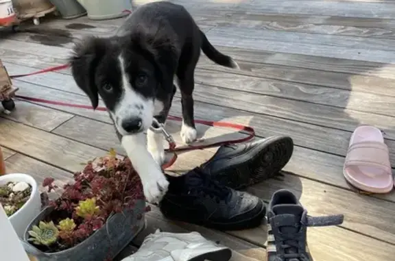 Animaux trouvés , photo: Chiot noir et blanc trouvé à La Ferté-Bernard