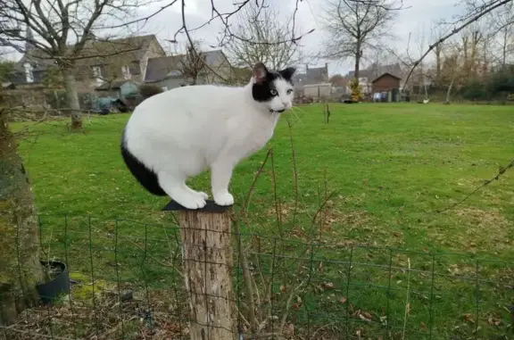 Animaux perdus , photo: Chat perdu : Blanc et noir, timide et câlin