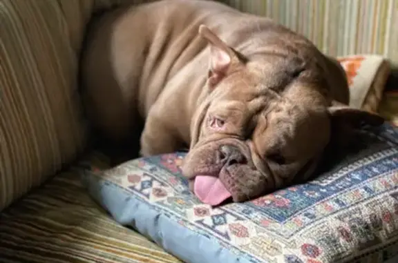 Lost Dog: Friendly Brown Potato Found!