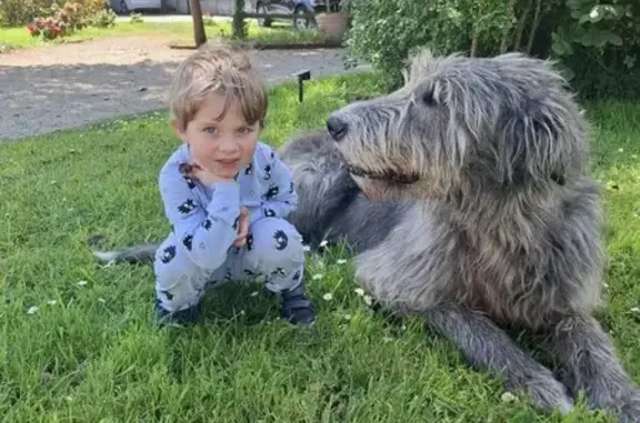 Chien perdu : Lévrier irlandais gris, 68 kg - photo