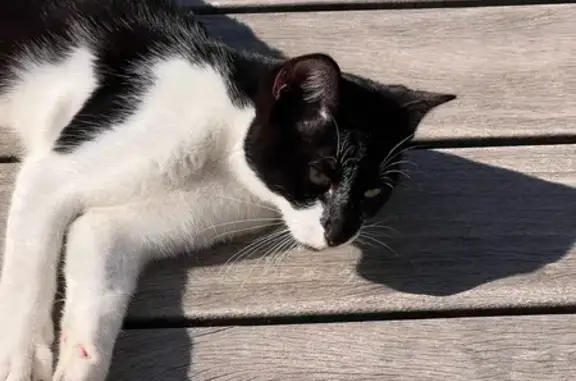 Chat trouvé Niort, photo: Jeune chat noir et blanc trouvé à Niort