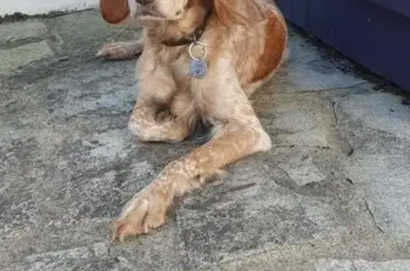 Animaux trouvés , photo: Chienne croisée trouvée à Barbâtre