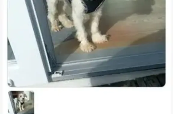 Animaux perdus Mareuil-sur-Ourcq, photo: Perdu : Coco, Jack Russel à Mareuil-sur-Ourcq
