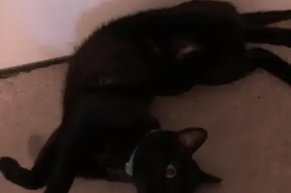 Lost and found pets , photo: Lost Black Cat with Rainbow Collar