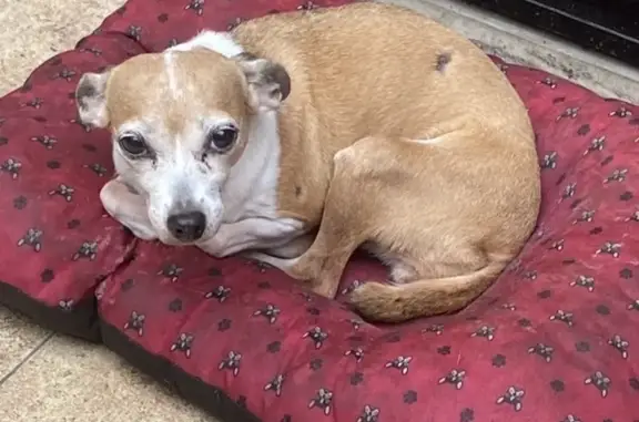 Perro Perdido: Café con Manchas en Apodaca