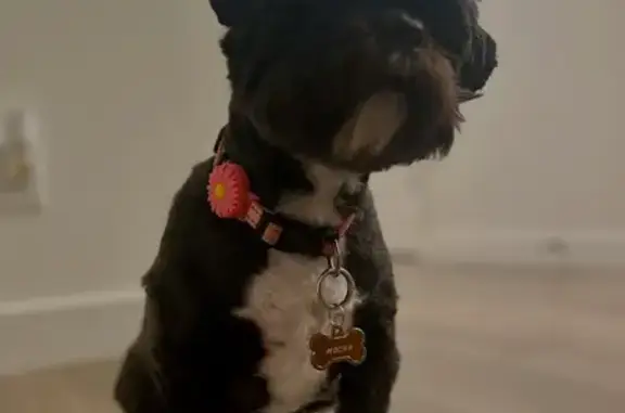 Lost and found pets South Jordan, photo: Lost Shih Tzu: Mocha in South Jordan