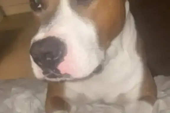 Perro Perdido: Blanco y Marrón en Calicanto
