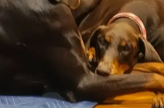 Lost pets Muskogee, photo: Lost Doberman: 'Butter' on East 83rd St