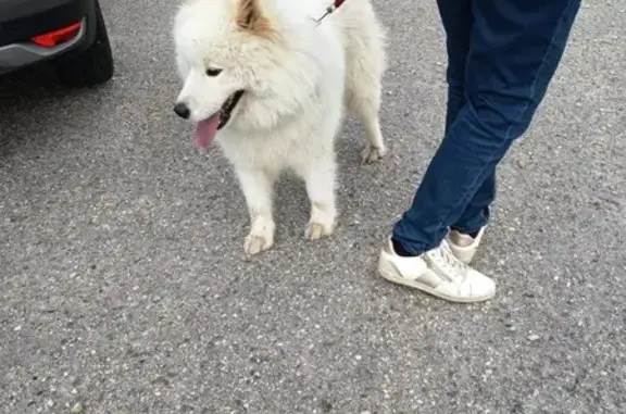 Chien trouvé , photo: Samoyède blanc trouvé à Saint-Genis-Laval