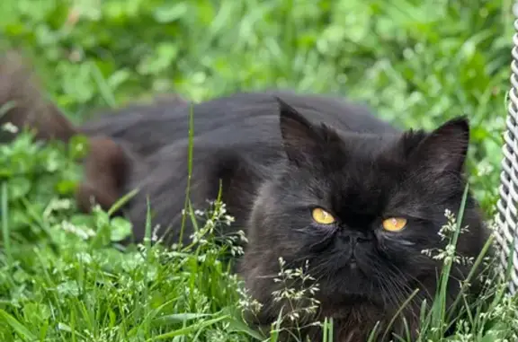 Lost Black Cat: Last Seen at Yonge St Dealership