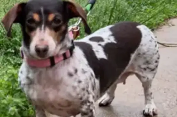 Lost: Pixie, White Dachshund, Thompson St.