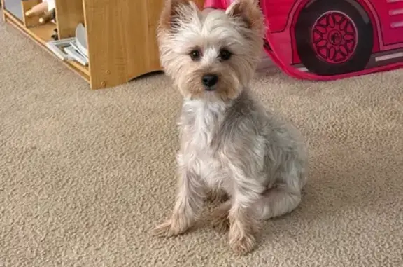 Missing dog San Antonio, photo: Lost Dog in Pleasanton Heights, San Antonio