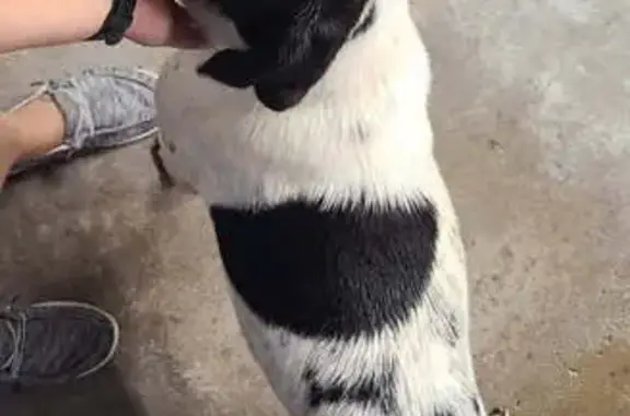 Lost and found pets Indianapolis, photo: Found: Sweet Black & White Dog in Indy