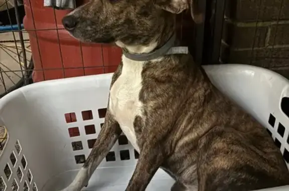 Found dog , photo: Sweet Found Dog on Farville Rd, AR