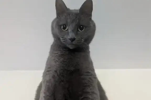 Lost and found pets Richmond, photo: Lost Cat: Gray, Bald Belly, Big Eyes