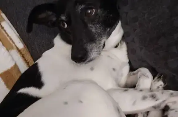 Lost Dog: Black & White, Faded Green Collar