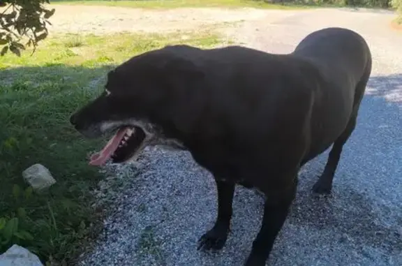 Chien trouvé Lançon-Provence, photo: Chien trouvé Chemin du Coteau, Lançon