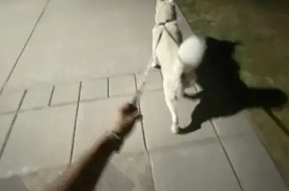 Lost White Husky on Topping Ave, KC