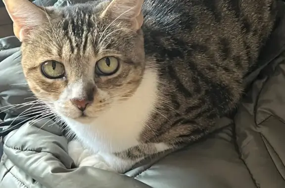 Lost and found pets , photo: Lost Cat on Edmunton St, Saint Clair