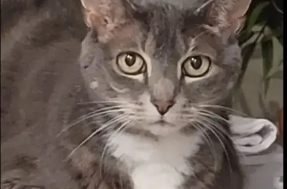 Lost 22-Year-Old Cat Skye: Friendly & Slim